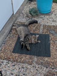 Found/Stray Male Cat last seen Near the Iredell Fairgrounds, Troutman, NC 28677