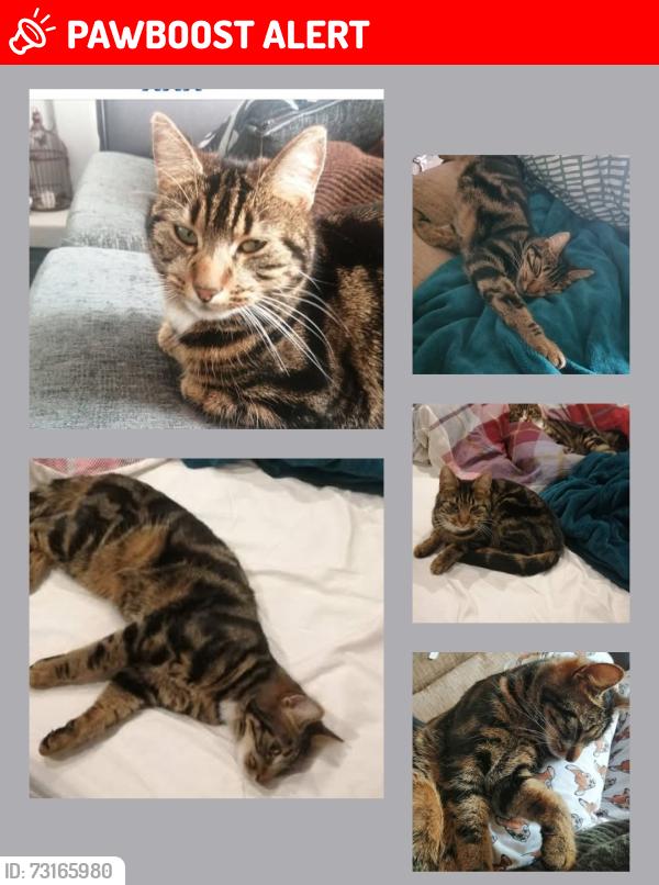 Lost Female Cat last seen The old corn Mill, Newry, Mourne and Down, Northern Ireland BT24 8LP