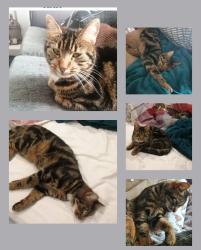 Lost Female Cat last seen The old corn Mill, Newry, Mourne and Down, Northern Ireland BT24 8LP