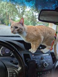Reunited Male Cat last seen Thompson Drive & Ness Avenue, Winnipeg, MB R3J 3E8