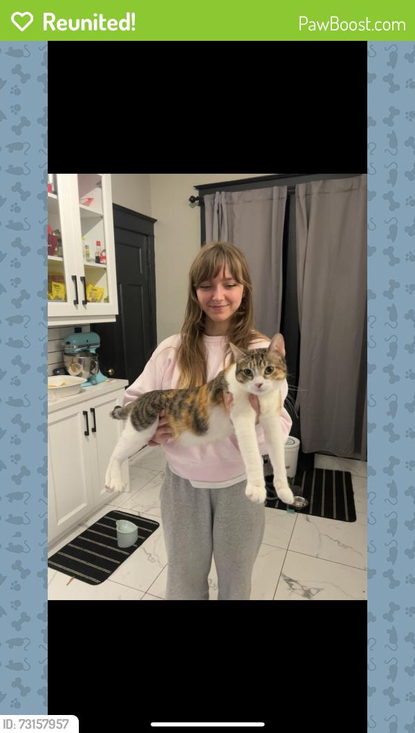 Reunited Female Cat last seen Delaware and Fairleigh, Hamilton, ON L8M 1V2