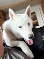 Lost Male Dog last seen Lake chabot, Castro Valley, CA 94546