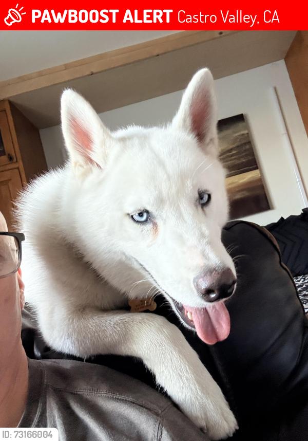 Lost Male Dog last seen Lake chabot, Castro Valley, CA 94546