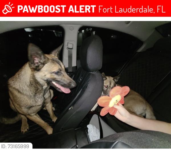 Lost Female Dog last seen Near SW 44 terr, Fort Lauderdale, FL 33317
