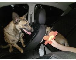 Lost Female Dog last seen Near SW 44 terr, Fort Lauderdale, FL 33317