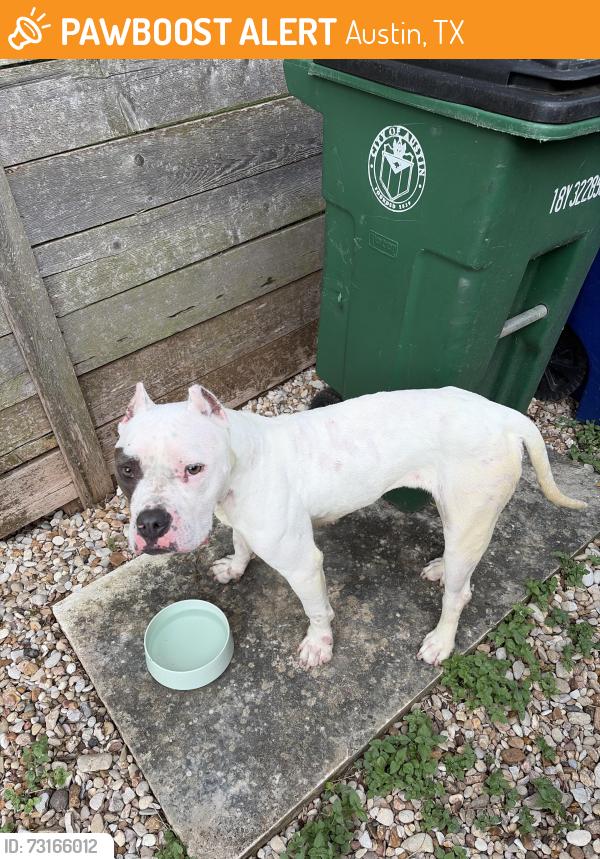 Found/Stray Female Dog last seen Eleanor street, Austin, TX 78721