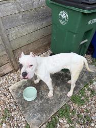 Found/Stray Female Dog last seen Eleanor street, Austin, TX 78721