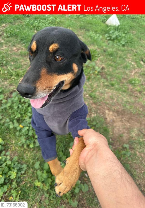 Lost Female Dog last seen Near Tampa Ave Reseda, CA 91335 United States, Los Angeles, CA 91335