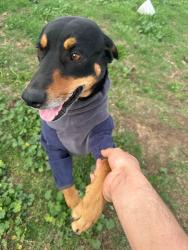 Lost Female Dog last seen Near Tampa Ave Reseda, CA 91335 United States, Los Angeles, CA 91335