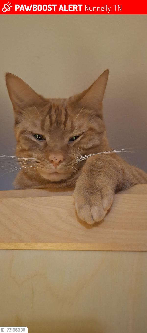 Lost Male Cat last seen Pinewood rd and copperhead street, Nunnelly, TN 37137