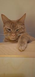Lost Male Cat last seen Pinewood rd and copperhead street, Nunnelly, TN 37137