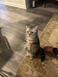Lost Female Cat last seen Satarboard way in Rancocas Pointe, Mount Laurel Township, NJ 08054