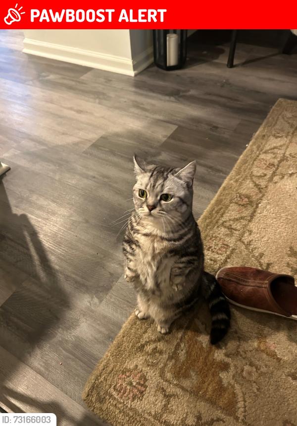 Lost Female Cat last seen Satarboard way in Rancocas Pointe, Mount Laurel Township, NJ 08054