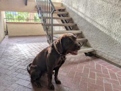 Found/Stray Female Dog last seen California Blvd & Catalina, Pasadena, CA 91106
