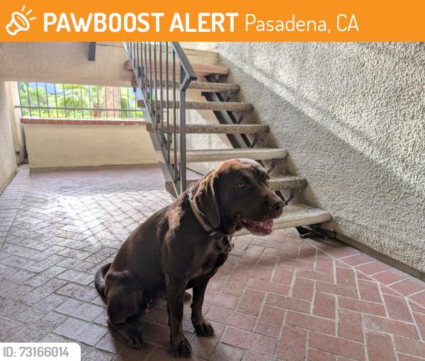 Found/Stray Female Dog last seen California Blvd & Catalina, Pasadena, CA 91106