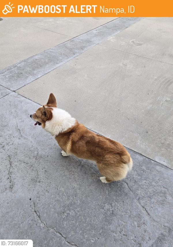 Found/Stray Unknown Dog last seen Deer Flat and Sky Ranch Estates, Nampa, ID 83686