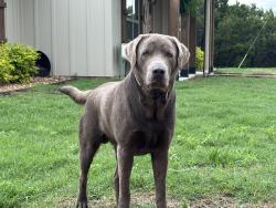 Lost Male Dog last seen Hills of Homes, Cleburne, TX 76033