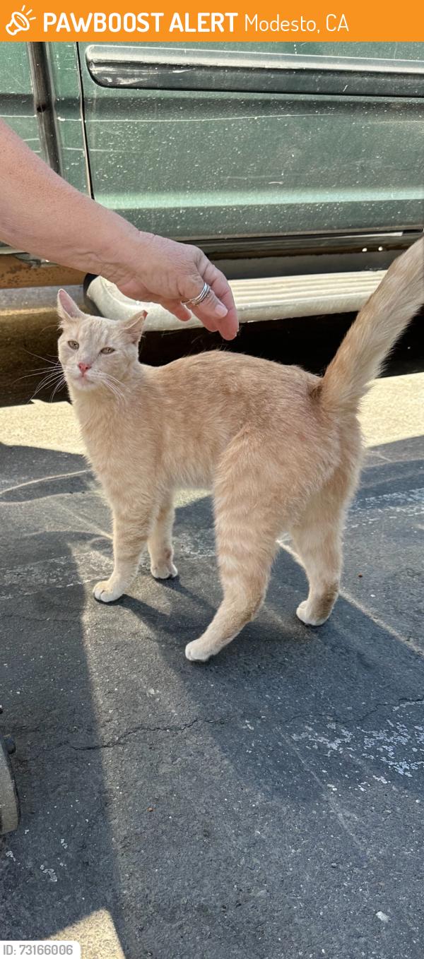 Found/Stray Male Cat last seen North Carpenter, Modesto, CA 95358