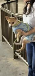 Lost Male Dog last seen Redondo beach pier, Redondo Beach, CA 90277