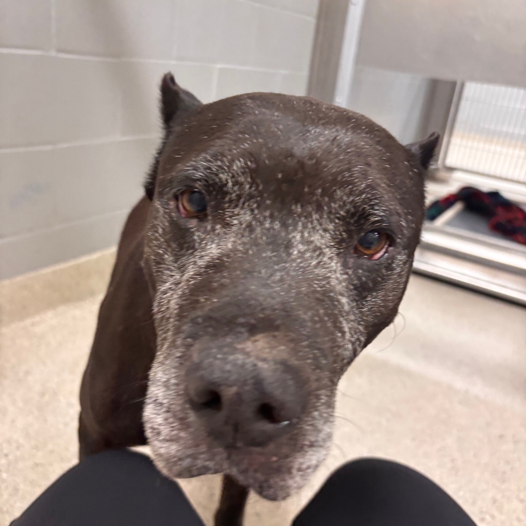 Shelter Stray Male Dog last seen , 8464 Beach Blvd, Jacksonville, FL 32216, USA