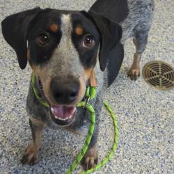 Shelter Stray Female Dog last seen , 328 Furman Hall Rd, Greenville, SC 29609, USA