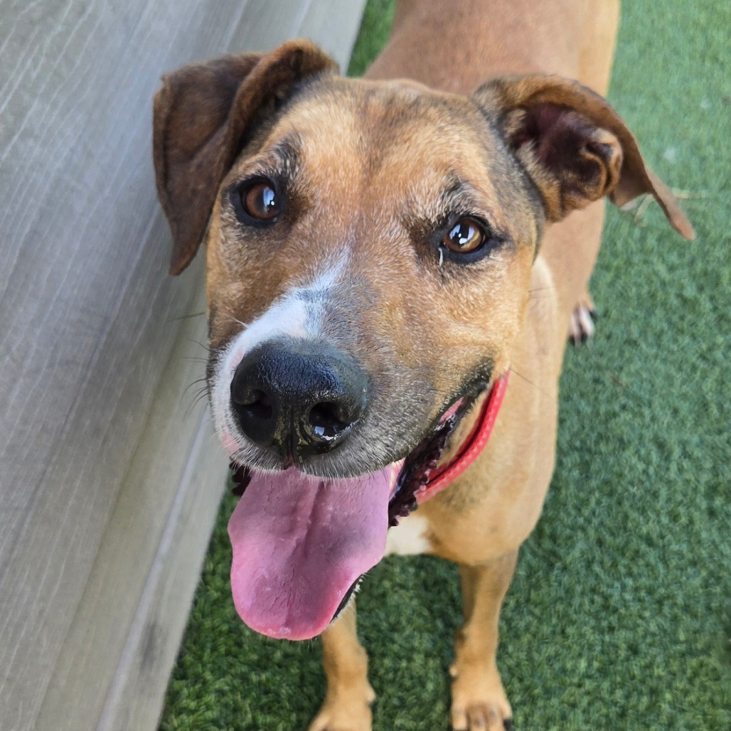 Shelter Stray Female Dog last seen , 4500 N Access Rd, Chattanooga, TN 37415, USA