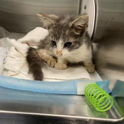 Shelter Stray Unknown Cat last seen , 980 Guilford College Rd, Greensboro, NC 27409, USA