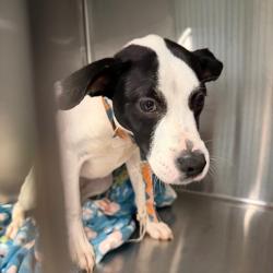 Shelter Stray Female Dog last seen , 980 Guilford College Rd, Greensboro, NC 27409, USA