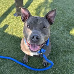 Shelter Stray Female Dog last seen , Animal Care & Control Team of Philly, 111 W Hunting Park Ave, Philadelphia, PA 19140, USA