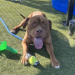 Shelter Stray Male Dog last seen , Animal Care & Control Team of Philly, 111 W Hunting Park Ave, Philadelphia, PA 19140, USA