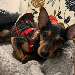 Shelter Stray Male Dog last seen , Animal Care & Control Team of Philly, 111 W Hunting Park Ave, Philadelphia, PA 19140, USA
