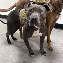 Shelter Stray Female Dog last seen , Animal Care & Control Team of Philly, 111 W Hunting Park Ave, Philadelphia, PA 19140, USA