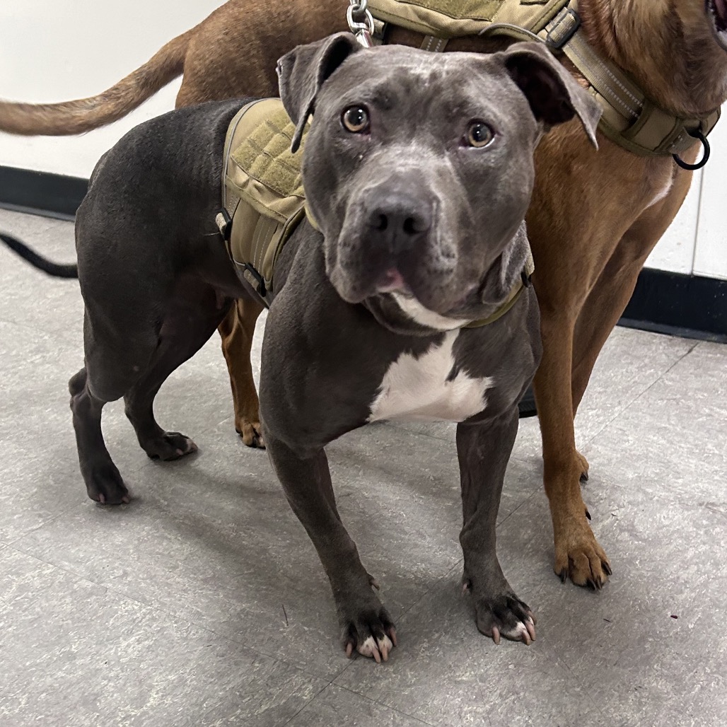 Shelter Stray Female Dog last seen , Animal Care & Control Team of Philly, 111 W Hunting Park Ave, Philadelphia, PA 19140, USA
