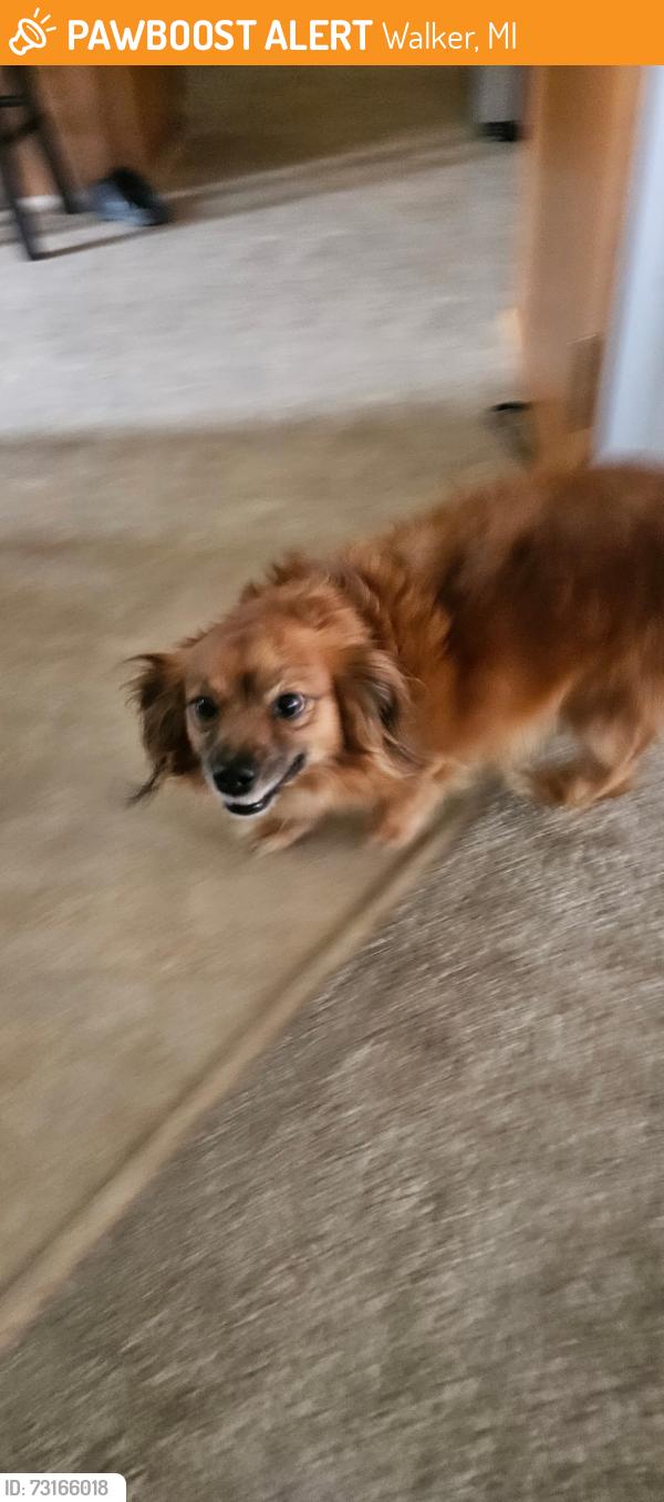 Found/Stray Male Dog last seen Richmond and Awixa, Walker, MI 49534