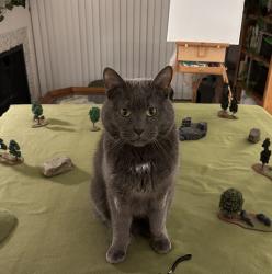 Lost Male Cat last seen 100th Avenue near Juanita village, Kirkland, WA 98034