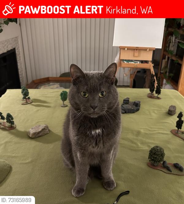 Lost Male Cat last seen 100th Avenue near Juanita village, Kirkland, WA 98034
