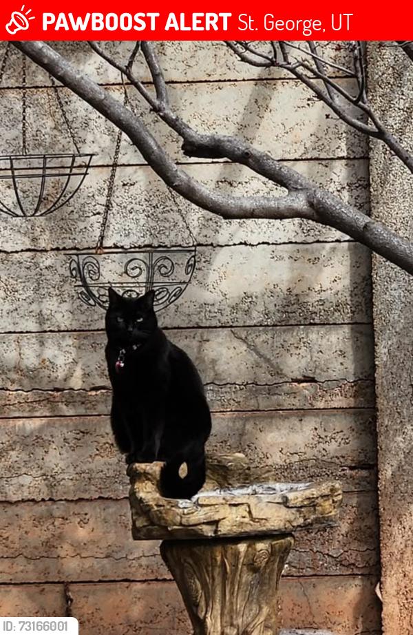 Lost Female Cat last seen Near W & Diagonal, St. George, UT 84770