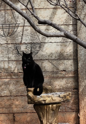 Lost Female Cat last seen Near W & Diagonal, St. George, UT 84770