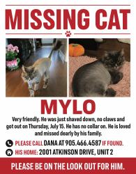 Lost Male Cat last seen Millcroft Park, Burlington, ON 