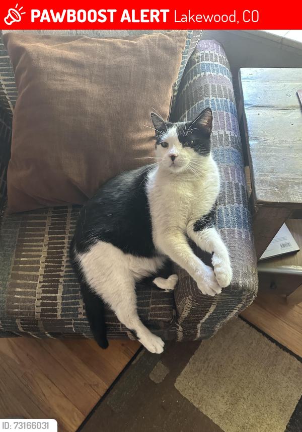Lost Male Cat last seen Hampden and Sheridan, Lakewood, CO 80232