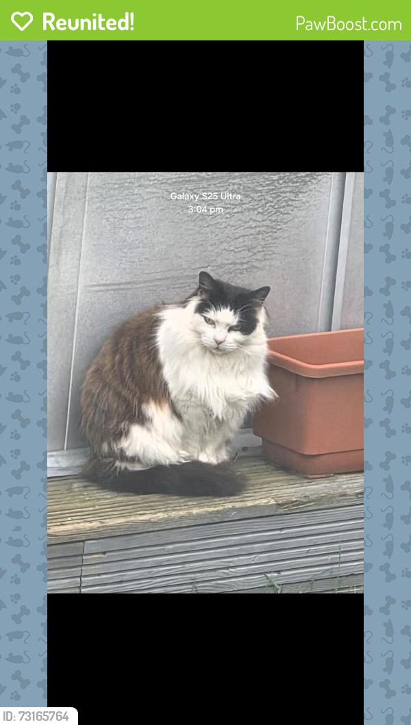 Reunited Female Cat last seen Broadmayne, Essex, England 
