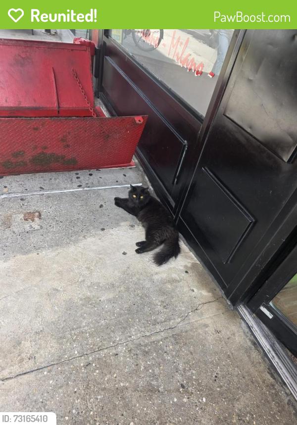 Reunited Female Cat last seen Milano market westside, New York, NY 10025