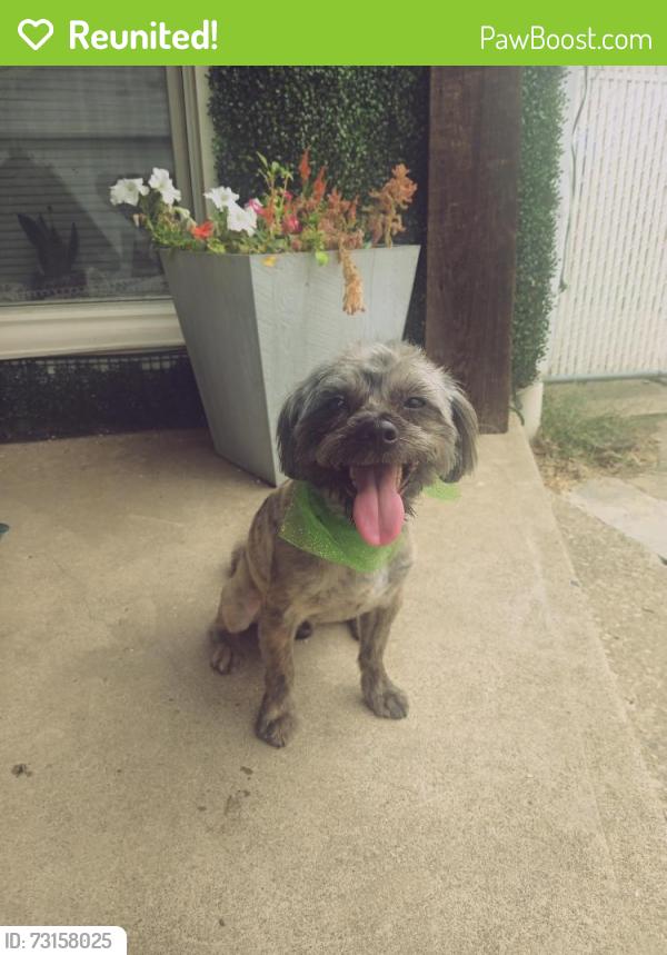 Reunited Male Dog last seen Holland Rd, Brook Park, OH 44142
