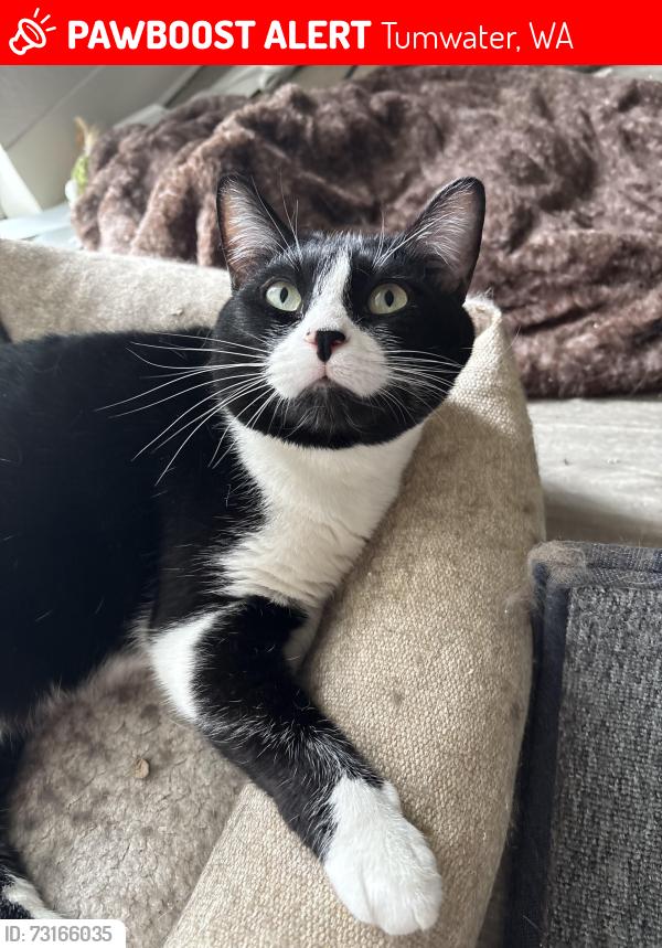 Lost Female Cat last seen Mottman Rd SW, Tumwater, WA 98512