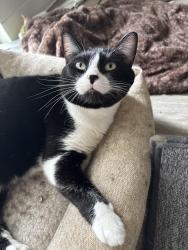 Lost Female Cat last seen Mottman Rd SW, Tumwater, WA 98512