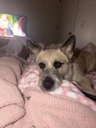 Lost Female Dog last seen Dakota prarie apmt, North Sioux City, SD 57049
