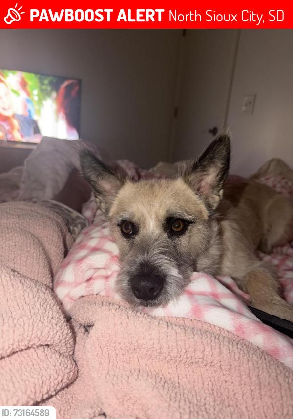 Lost Female Dog last seen Dakota prarie apmt, North Sioux City, SD 57049