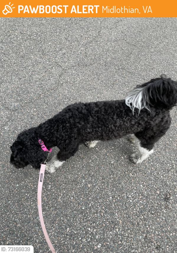 Found/Stray Female Dog last seen Oakengate, Midlothian, VA 23114