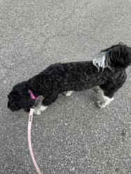 Found/Stray Female Dog last seen Oakengate, Midlothian, VA 23114