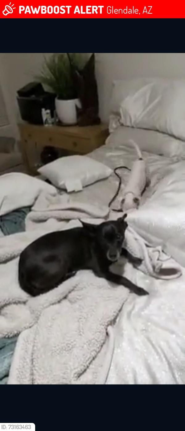 Lost Female Dog last seen W. State Ave and N. 123rd Dr., El Mirage, Glendale, AZ 85307